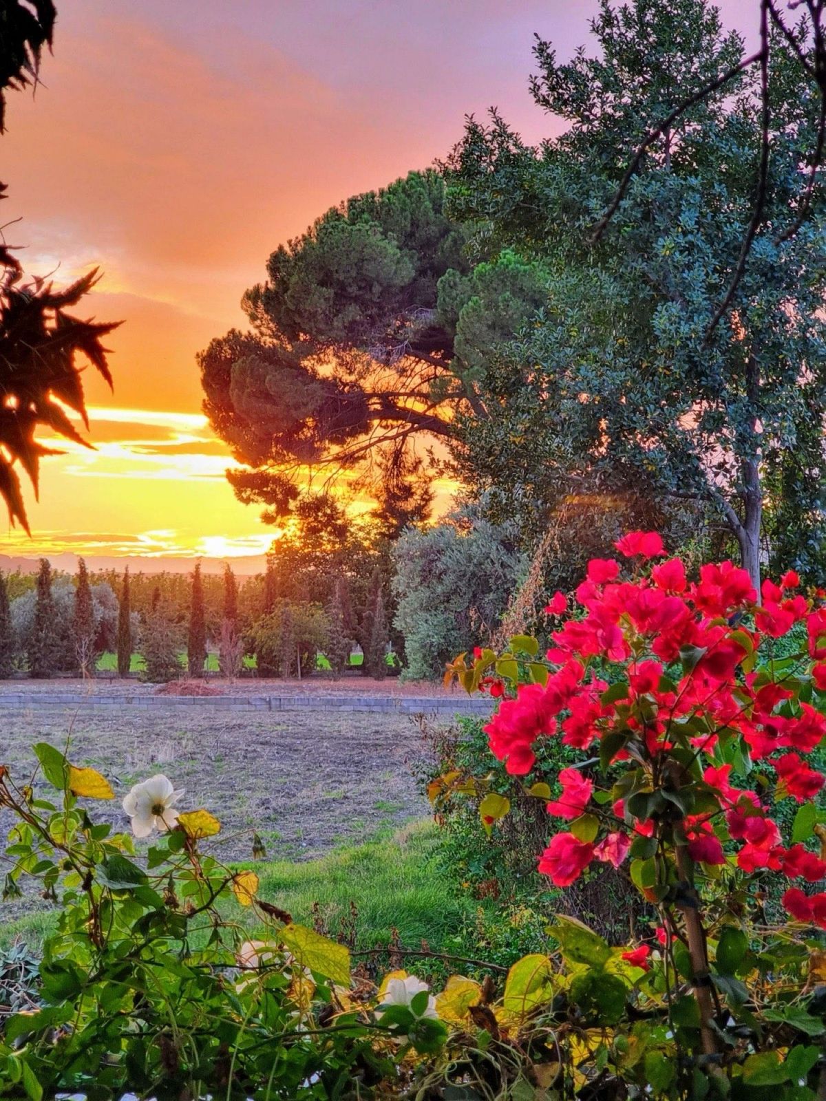 Atardecer en el entorno del Cortijo de la Seda, con buganvilla y cipreses